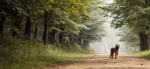 girl walking away,woman walking,forest walk,girl with tree,forest road,forest path,germany forest,chestnut forest,temperate coniferous forest,foggy forest,forest background,coniferous forest,in the forest,the forest,people in nature,holy forest,deciduous forest,fir forest,pine forest,forest of dreams,Realistic,Foods,None