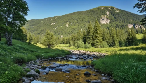 carpathians,mountain stream,pieniny,temperate coniferous forest,slowinski national park,mountain river,wetterstein mountains,the gastern valley,mountain meadow,mountain spring,salt meadow landscape,northern black forest,east tyrol,alpine meadow,alpine meadows,tropical and subtropical coniferous forests,tatra mountains,lütschinental,vail,lower franconia,Photography,General,Realistic