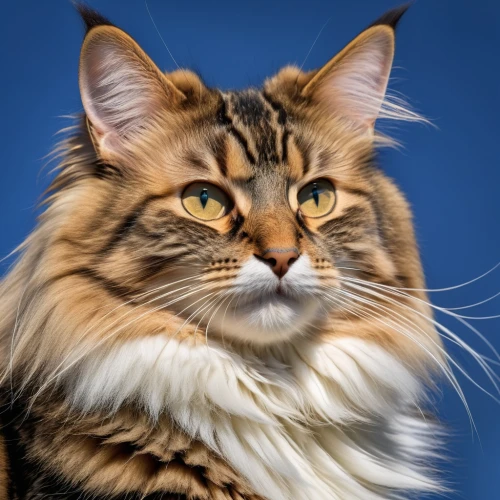 norwegian forest cat,british longhair cat,maincoon,siberian cat,american curl,american bobtail,domestic long-haired cat,british longhair,british semi-longhair,kurilian bobtail,cat portrait,breed cat,cat european,cat on a blue background,cat image,turkish angora,whiskered,napoleon cat,oriental longhair,red tabby,Photography,General,Realistic