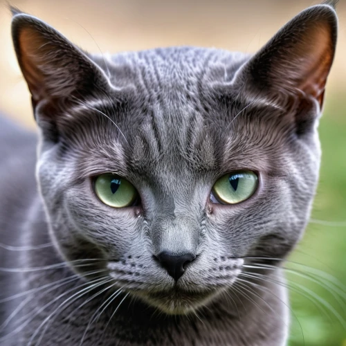 russian blue cat,russian blue,gray cat,chartreux,european shorthair,blue eyes cat,gray kitty,cat with blue eyes,egyptian mau,breed cat,domestic short-haired cat,silver tabby,cat portrait,siamese cat,british shorthair,cat image,gray animal,cat's eyes,arabian mau,cat vector,Photography,General,Realistic
