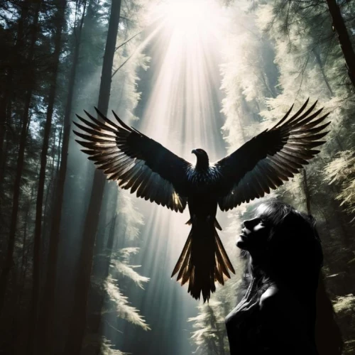 eagle silhouette,bird of prey,of prey eagle,eagle,dove of peace,dark angel,flying hawk,black crow,imperial eagle,black raven,king of the ravens,african eagle,bird bird-of-prey,gray eagle,mongolian eagle,angel wings,black angel,raven bird,gryphon,bird wings