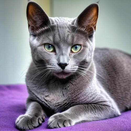 russian blue cat,russian blue,chartreux,gray cat,egyptian mau,european shorthair,gray kitty,domestic short-haired cat,oriental shorthair,silver tabby,peterbald,cat on a blue background,british shorthair,american wirehair,blue eyes cat,breed cat,siamese cat,arabian mau,devon rex,american shorthair,Photography,General,Realistic