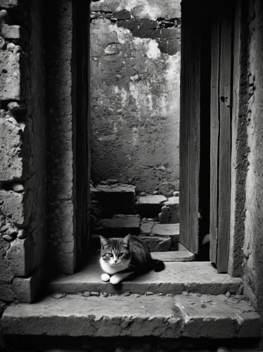 cat greece,chinese pastoral cat,vintage cat,cat resting,lucky cat,aegean cat,monochrome photography,blackandwhitephotography,qutubminar,chichen-itza,han thom,sigiriya,cat image,vintage cats,lan thom,borobodur,stray cat,candi rara jonggrang,chichen itza,resting place,Photography,Black and white photography,Black and White Photography 02