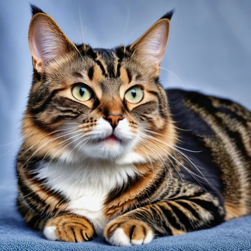 toyger,american bobtail,american shorthair,bengal cat,domestic short-haired cat,maincoon,bengal,norwegian forest cat,british longhair cat,american curl,tabby cat,american wirehair,red whiskered bulbull,siberian cat,kurilian bobtail,breed cat,red tabby,calico cat,cat on a blue background,domestic long-haired cat,Photography,General,Realistic