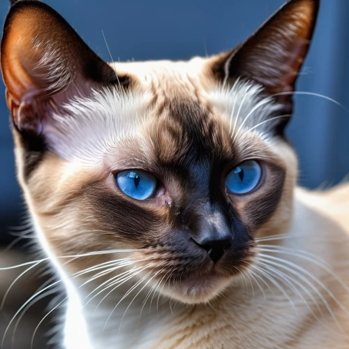 blue eyes cat,siamese cat,cat with blue eyes,cat on a blue background,tonkinese,siamese,birman,blue eyes,breed cat,cat vector,the blue eye,ojos azules,cat portrait,blue eye,cat's eyes,european shorthair,blu,cartoon cat,cat image,cute cat,Photography,General,Realistic