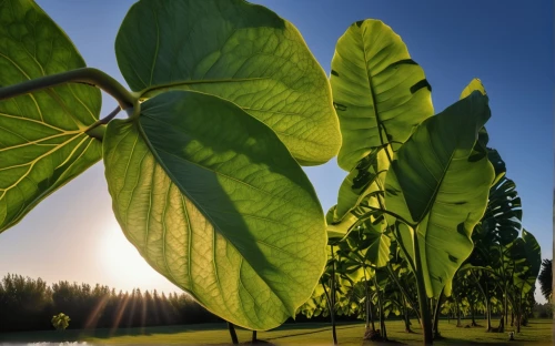 eastern catalpa,tobacco leaves,green soybeans,fig tree,fig leaf,soybeans,banana trees,catalpa,the leaves of chestnut,tobacco bush,walnut trees,beefsteak plant,sugar plant,tropical milkweed,chestnut trees,aaa,chestnut leaves,sacred fig,poplar tree,cluster fig tree,Photography,General,Realistic