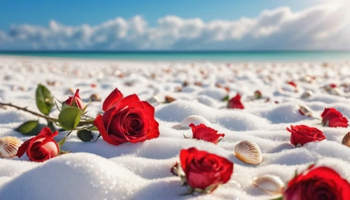 fragrant snow sea,tulip on snow,white sands national monument,beach moonflower,white sandy beach,flowerful desert,white sand,white sands dunes,white sand beach,flower background,salt flower,sea of flowers,christmas on beach,christmas snowy background,snow landscape,ice flowers,rose petals,red anemones,eternal snow,beautiful beach,Photography,General,Realistic