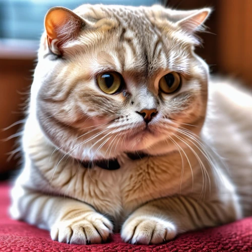 scottish fold,british shorthair,american shorthair,domestic short-haired cat,red tabby,siberian cat,european shorthair,breed cat,american curl,tabby cat,cute cat,polydactyl cat,silver tabby,cat image,red whiskered bulbull,kurilian bobtail,napoleon cat,toyger,ginger cat,american bobtail,Photography,General,Realistic