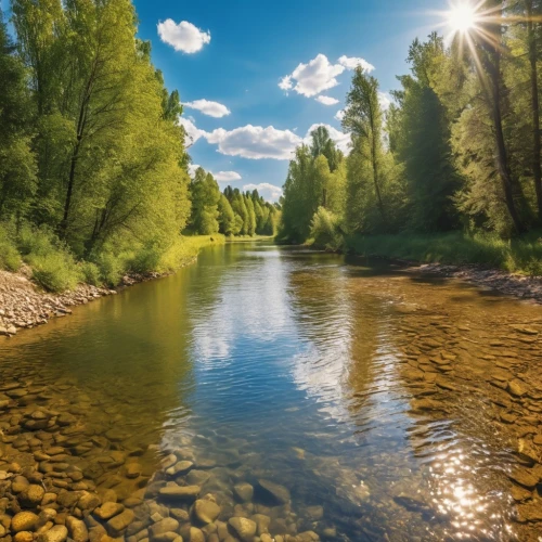 river landscape,a river,mckenzie river,aura river,clear stream,green trees with water,mountain river,river cooter,huka river,flowing creek,raven river,the vishera river,background view nature,jordan river,aare,river,the river's fish and,river of life project,watercourse,river view,Photography,General,Realistic