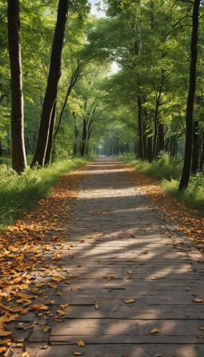 tree lined path,wooden path,forest path,pathway,forest road,hiking path,the mystical path,the path,wooden track,autumn walk,deciduous forest,tree lined lane,maple road,autumn forest,wooden bridge,chestnut forest,aaa,nature trail,walkway,railroad trail,Photography,General,Realistic