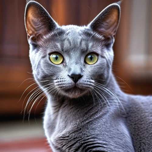 russian blue cat,russian blue,chartreux,european shorthair,gray cat,egyptian mau,domestic short-haired cat,gray kitty,silver tabby,peterbald,arabian mau,breed cat,blue eyes cat,american wirehair,siamese cat,oriental shorthair,cat with blue eyes,british shorthair,cat portrait,cat image,Photography,General,Realistic