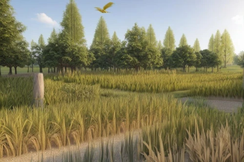 phragmites,salt meadow landscape,reed grass,wetland,3d rendering,meadow fescue,virtual landscape,ricefield,freshwater marsh,silver grass,tidal marsh,small meadow,wetlands,long grass,the rice field,beach grass,landscape plan,palm pasture,green meadow,pollarded willow,Landscape,Landscape design,Landscape space types,None