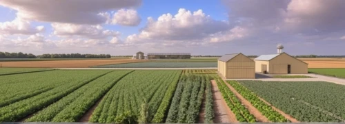 grain field panorama,wheat crops,dji agriculture,vegetables landscape,farm landscape,vegetable field,farm background,farmland,agricultural,field of cereals,dutch landscape,wheat field,crops,farmlands,farms,3d rendering,grain field,organic farm,wheat fields,corn field,Photography,General,Realistic