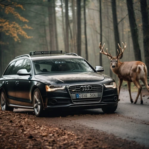 audi s8,audi a8,shooting brake,audi allroad,audi a6,open hunting car,forest animal,audi a4,executive car,audi a7,audi a5,audi s4,audi ur-s4 / ur-s6,volvo cars,forest animals,volvo s80,luxury cars,volvo xc90,germany forest,audi rsq,Photography,General,Cinematic