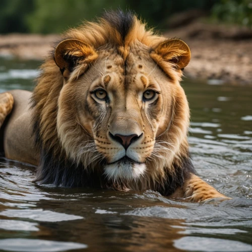 african lion,male lion,king of the jungle,panthera leo,male lions,forest king lion,female lion,lion,lioness,masai lion,lion head,lion father,two lion,lion - feline,perched on a log,lion river,lion number,lion with cub,lions,roaring,Photography,General,Natural