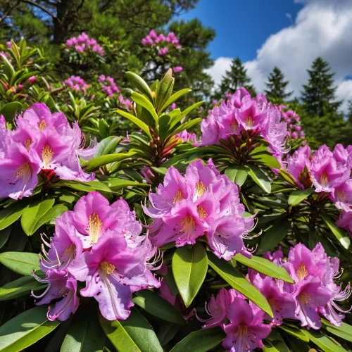 pacific rhododendron,rhododendron catawbiense,rhododendron,rhododendrons,rhododendron indicum,rhododendron kurume,rhododendron kiusianum aso,mountain laurel,azaleas,peruvian lily,pink azaleas,flower pine,alpine flowers,oleander,oriental chamois flower,alpine flower,fragrant flowers,laelia albida,azalea,flowering shrubs,Photography,General,Realistic