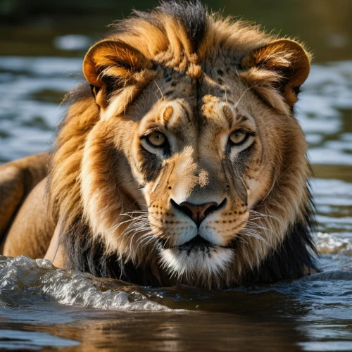 male lion,panthera leo,african lion,female lion,king of the jungle,male lions,the amur adonis,a tiger,asian tiger,lion,lioness,lion river,forest king lion,big cats,lion - feline,amur adonis,big cat,surface tension,bengal tiger,masai lion,Photography,General,Natural