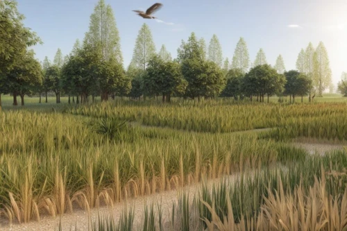 phragmites,wetland,reed grass,salt meadow landscape,freshwater marsh,wetlands,tidal marsh,ricefield,phragmites australis,meadow fescue,the rice field,barley field,3d rendering,small meadow,silver grass,beach grass,wheat germ grass,cattails,long grass,virtual landscape,Landscape,Landscape design,Landscape space types,None