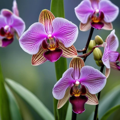 mixed orchid,orchids,orchid flower,orchids of the philippines,orchid,wild orchid,moth orchid,flower exotic,christmas orchid,phalaenopsis,phalaenopsis equestris,exotic flower,lilac orchid,tropical flowers,laelia,pontederia,cooktown orchid,spathoglottis,tulipan violet,phalaenopsis sanderiana,Photography,General,Realistic