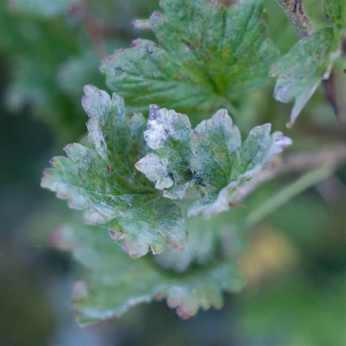 aphids,gypsywort,nettle leaves,stinging nettle,aphid,infection plant,nettle,caulerpa,indian nettle,mint leaf,garden dew,glechoma hederacea,humulus lupulus,leaf spots,rosa nitida,phacelia tanacetifolia,ruprecht herb,foliage leaf,currant leaves,nymphalis xanthomelas