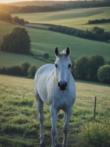 a white horse,albino horse,white horse,donkey of the cotentin,bull terrier,bull terrier (miniature),portrait animal horse,dream horse,shetland pony,horse free,white horses,gypsy horse,equine,foal,australian pony,suckling foal,bull and terrier,white shepherd,a horse,warm-blooded mare
