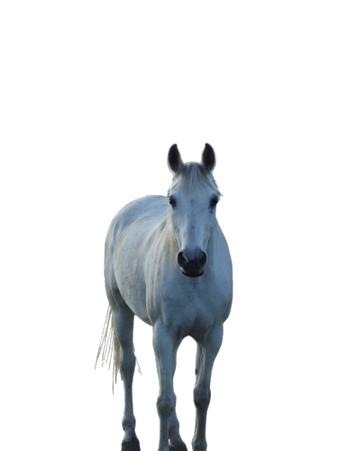 albino horse,a white horse,konik,a horse,kutsch horse,weehl horse,przewalski's horse,horse,iceland horse,electric donkey,portrait animal horse,appaloosa,foal,alpha horse,suckling foal,centaur,half donkey,painted horse,gray animal,donkey