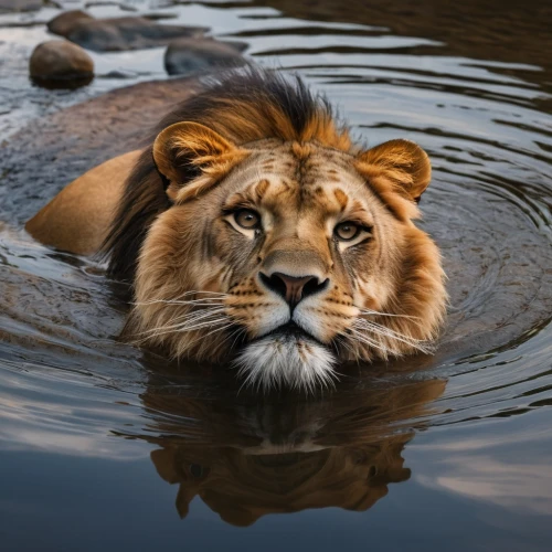 african lion,king of the jungle,male lion,panthera leo,lion,lion head,surface tension,female lion,forest king lion,perched on a log,reflection in water,lion fountain,male lions,lioness,masai lion,the amur adonis,lion - feline,water hole,lion father,two lion,Photography,General,Natural