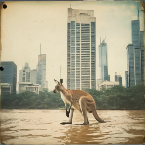 macropodidae,macropus giganteus,kangaroos,kangaroo,macropus rufogriseus,red kangaroo,australian wildlife,australia aud,brisbane,australia day,lubitel 2,with safari antenna,australia,singapura,kangaroo with cub,kangaroo mob,wallabies,13 august 1961,cahill expressway,wallaby,Photography,Documentary Photography,Documentary Photography 03