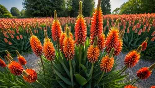 red hot poker,kniphofia,torch lilies,torch lily,orange red flowers,coral aloe,pineapple lilies,red orange flowers,pineapple lily,aloe,trusses of torch lilies,fire poker flower,flower in sunset,trumpet flowers,schopf-torch lily,splendor of flowers,flame flower,firecracker flower,orange tulips,fire flower,Photography,General,Natural