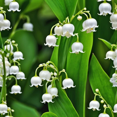 lily of the valley,lilly of the valley,lily of the field,doves lily of the valley,convallaria,lilies of the valley,lily of the nile,lily of the desert,solomon's seal,smooth solomon's seal,bells flower,bulbous flowers,fragrant flowers,angel trumpets,peace lily,white flowers,white grape hyacinths,skullcap,twinflower,snowdrop,Photography,General,Realistic