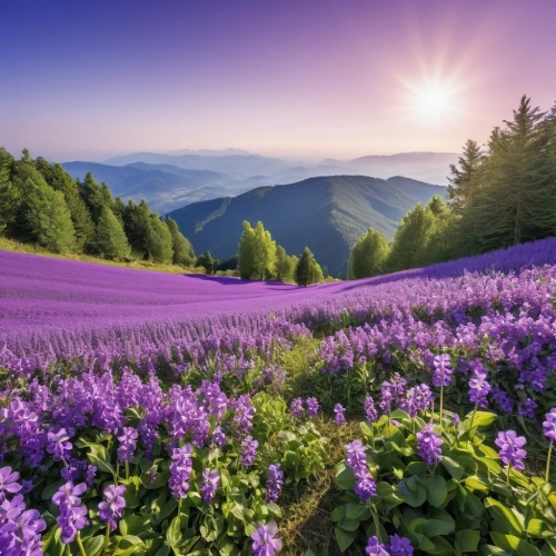 purple landscape,lavender fields,lavender field,carpathians,the valley of flowers,lupines,lavender flowers,beautiful landscape,flower field,splendor of flowers,mountain meadow,background view nature,meadow landscape,provence,violet flowers,field of flowers,the lavender flower,alpine meadow,sea of flowers,lupins,Photography,General,Realistic