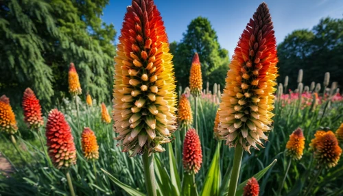 kniphofia,red hot poker,torch lilies,lupins,upright flower stalks,torch lily,foxtail lily,pineapple lilies,orange red flowers,schopf-torch lily,fritillaria imperiali,colorful flowers,muscari armeniacum,wheat celosia,turkestan tulip,red orange flowers,muscari,floral border,firecracker flower,flower border,Photography,General,Natural