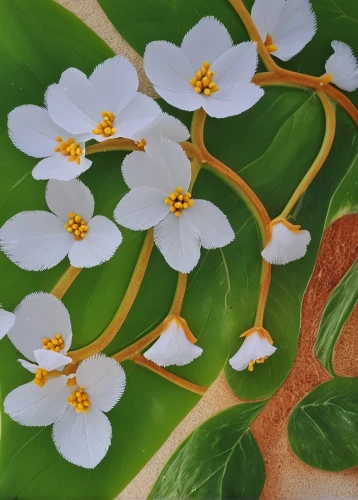 flower painting,frangipani,white plumeria,flowers png,floral rangoli,plumeria,jakaranda petals,magnoliaceae,illustration of the flowers,jasmine flowers,leaves flowers,lei flowers,lilies of the valley,fruit blossoms,coccoloba uvifera,flower art,oleaceae,lilly of the valley,jasmine branch close-up,flower illustration,Photography,General,Realistic