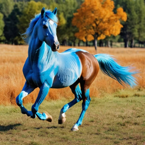 colorful horse,dream horse,belgian horse,arabian horse,painted horse,weehl horse,horse running,mustang horse,quarterhorse,beautiful horses,kutsch horse,equine,galloping,hay horse,horse,a horse,iceland horse,equine coat colors,pony mare galloping,gallop,Photography,General,Realistic