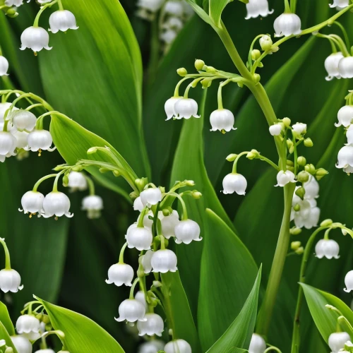 lilly of the valley,lily of the valley,lily of the field,convallaria,doves lily of the valley,solomon's seal,lilies of the valley,lily of the desert,lily of the nile,smooth solomon's seal,white grape hyacinths,fragrant flowers,muscari armeniacum,wild garlic,white flowers,bulbous flowers,muscari,garlic chives,snowdrop,galium,Photography,General,Realistic