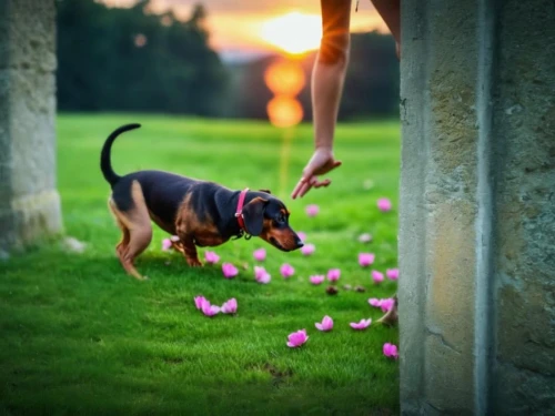 dog playing,dog-photography,english coonhound,dog photography,hungarian pointing dog,easter dog,austrian pinscher,coonhound,dog-roses,flower delivery,hanover hound,canine rose,easter bells,bokeh effect,fetch,pet vitamins & supplements,scent hound,portuguese pointer,smaland hound,appenzeller sennenhund