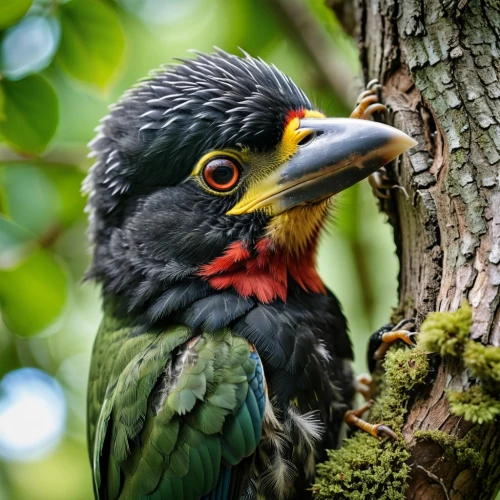 pteroglossus aracari,pteroglosus aracari,red-throated barbet,toucan perched on a branch,chestnut-billed toucan,keel-billed toucan,keel billed toucan,barbet,toco toucan,swainson tucan,yellow throated toucan,tucan,perched toucan,brown back-toucan,black toucan,hornbill,toucan,broadbill,quetzal,caique,Photography,General,Realistic