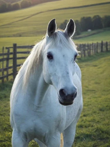a white horse,albino horse,white horse,portrait animal horse,gypsy horse,shetland pony,dream horse,belgian horse,appaloosa,white horses,equine,palomino,a horse,przewalski's horse,warm-blooded mare,horse snout,australian pony,weehl horse,mustang horse,haflinger