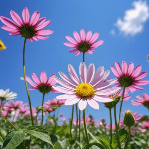 gerbera daisies,pink daisies,osteospermum,coneflowers,african daisies,flower background,australian daisies,flowers png,cosmos flower,african daisy,barberton daisies,gerbera flower,pink chrysanthemums,south african daisy,gerbera,cosmos flowers,pink chrysanthemum,wood daisy background,colorful daisy,echinacea,Photography,General,Realistic