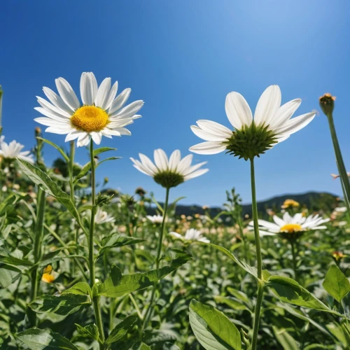 leucanthemum,coneflowers,barberton daisies,oxeye daisy,shasta daisy,sun daisies,marguerite daisy,australian daisies,daisy flowers,mayweed,flower field,gerbera daisies,osteospermum,helianthus,flowers field,daisies,african daisies,ox-eye daisy,sun flowers,pollino,Photography,General,Realistic