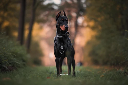 manchester terrier,dobermann,austrian pinscher,schutzhund,doberman,toy manchester terrier,german pinscher,dobermannt,miniature pinscher,australian kelpie,polish greyhound,standardbred,kelpie,dog photography,dressage,horse tack,small münsterländer,pinscher,artois hound,equestrian helmet