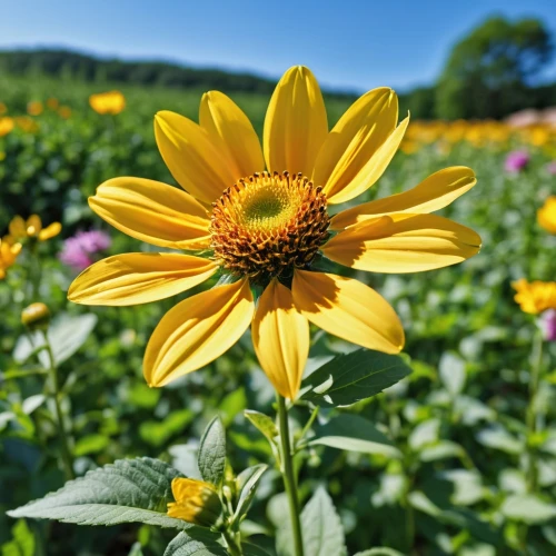 rudbeckia,rudbeckia fulgida,helianthus occidentalis,woodland sunflower,helianthus annuus,rudbeckia nidita,rudbeckia nitida,helianthus sunbelievable,sun flowers,sunflower field,helianthus tuberosus,helianthus,black-eyed susan,silphium perfoliatum,sunflowers and locusts are together,flowers sunflower,sun flower,stored sunflower,small sun flower,sunflower coloring,Photography,General,Realistic