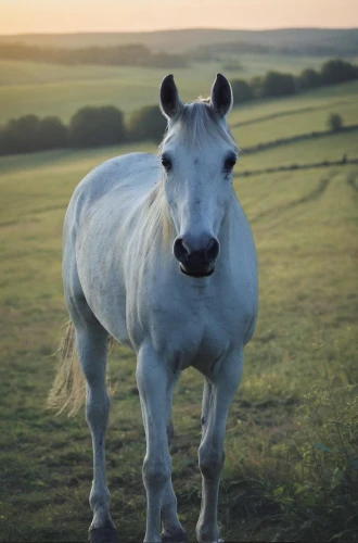 albino horse,a white horse,donkey of the cotentin,white horse,portrait animal horse,australian pony,przewalski's horse,dream horse,shetland pony,alpine cow,iceland horse,foal,zebu,a horse,przewalski,mustang horse,equine,suckling foal,electric donkey,horse free