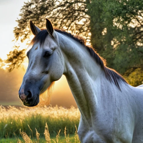 arabian horse,a white horse,albino horse,equine,portrait animal horse,belgian horse,quarterhorse,white horse,andalusians,thoroughbred arabian,arabian horses,warm-blooded mare,dream horse,beautiful horses,horse breeding,draft horse,gypsy horse,palomino,appaloosa,haflinger,Photography,General,Realistic