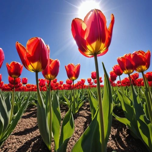 tulip background,turkestan tulip,red tulips,tulip flowers,tulips,tulip festival,two tulips,orange tulips,tulip field,tulipa,tulips field,tulip fields,wild tulips,tulip festival ottawa,flower background,flowers png,tulipa tarda,tulpenbüten,pink tulips,tulip blossom,Photography,General,Realistic