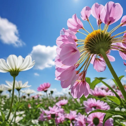 flower background,cosmos flower,cosmos flowers,pink daisies,osteospermum,wood daisy background,chrysanthemum background,african daisies,african daisy,flowers png,pink chrysanthemum,flower field,gerbera daisies,colorful daisy,barberton daisies,daisy flowers,european michaelmas daisy,flowers field,australian daisies,south african daisy,Photography,General,Realistic