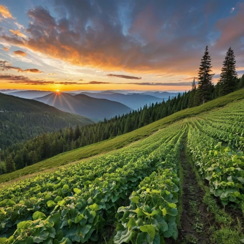 vegetables landscape,carpathians,vegetable field,ore mountains,northern black forest,potato field,grower romania,bucovina romania,permaculture,field of cereals,field of rapeseeds,swiss chard,alsace,tea field,romania,fruit fields,organic farm,rhineland palatinate,bucovina,oregon,Photography,General,Realistic