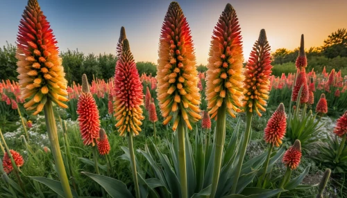 kniphofia,red hot poker,torch lilies,torch lily,lupins,coral aloe,foxtail lily,pineapple lilies,flower in sunset,pineapple lily,schopf-torch lily,aloe,orange red flowers,splendor of flowers,firecracker flower,colorful flowers,western red lily,trusses of torch lilies,trumpet flowers,torch aloe,Photography,General,Natural