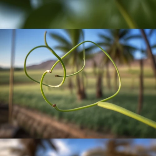 tendril,vine snake,depth of field,background bokeh,digital compositing,vine tendrils,palm tree vector,smooth greensnake,plant stem,curved ribbon,spiral background,earth in focus,ribbon snake,green tree snake,photo lens,tree snake,panicle,grass fronds,frame flora,western green mamba,Photography,General,Realistic