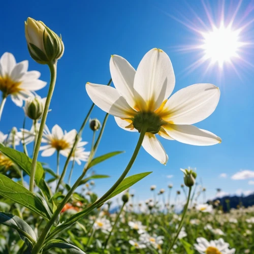 sun daisies,australian daisies,daisy flowers,daisies,sun flowers,flower background,daisy flower,osteospermum,erdsonne flower,white daisies,helianthus sunbelievable,oxeye daisy,white cosmos,shasta daisy,african daisy,meadow daisy,south african daisy,marguerite daisy,camomile flower,mayweed,Photography,General,Realistic